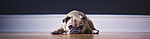 dog pug sad