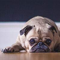 dog pug sad