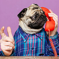 pug phone interview