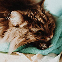 cat sleeping blanket