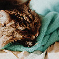 cat sleeping blanket