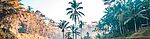jungle trees