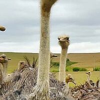 ostrich weird job