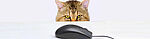 cat mouse computer tips