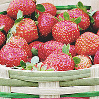 strawberries resolutions university