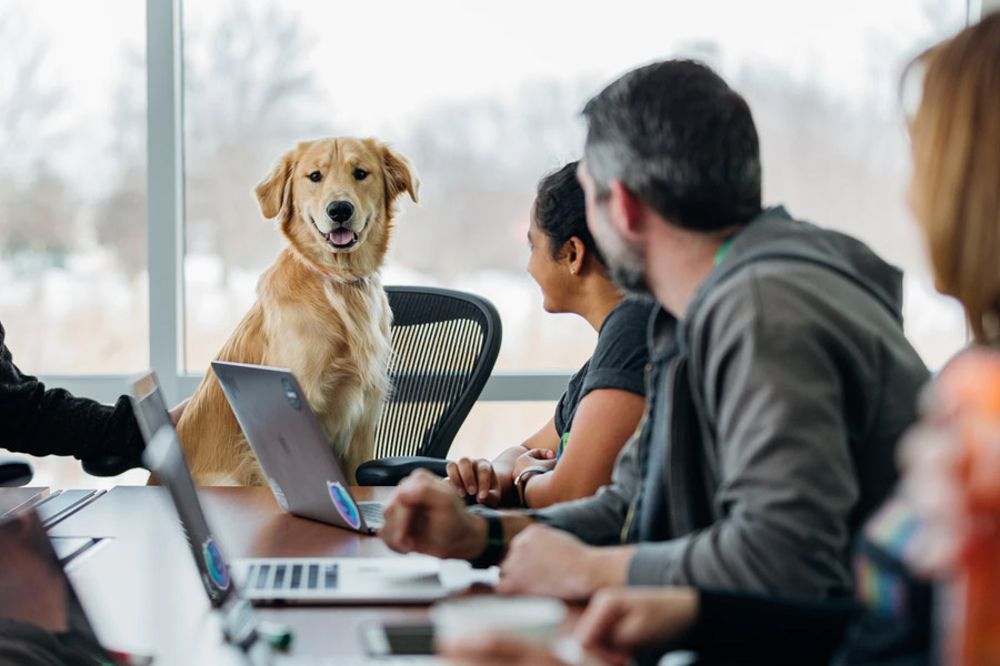 Dog in Job Interview