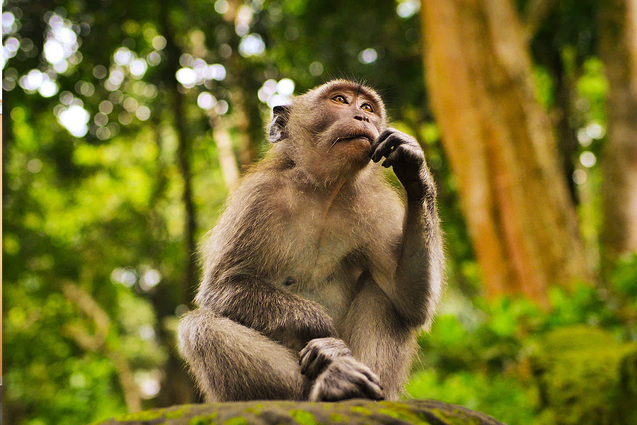 monkey in forest