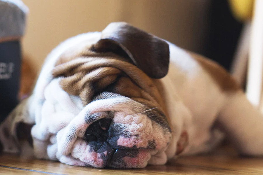 sleeping bulldog puppy