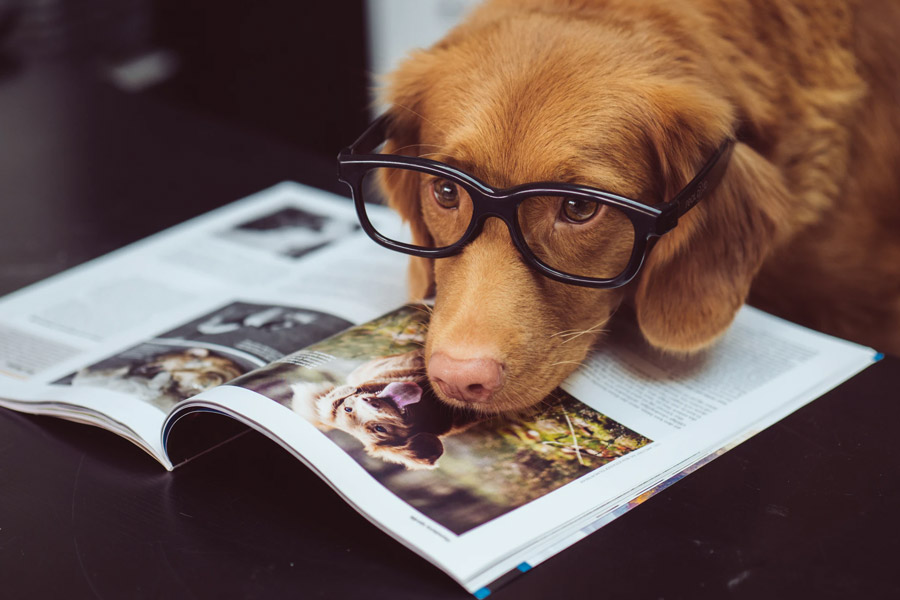 Dog with glasses reading a book on dogs