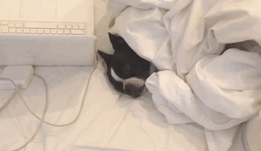 pug bed cuddle gif